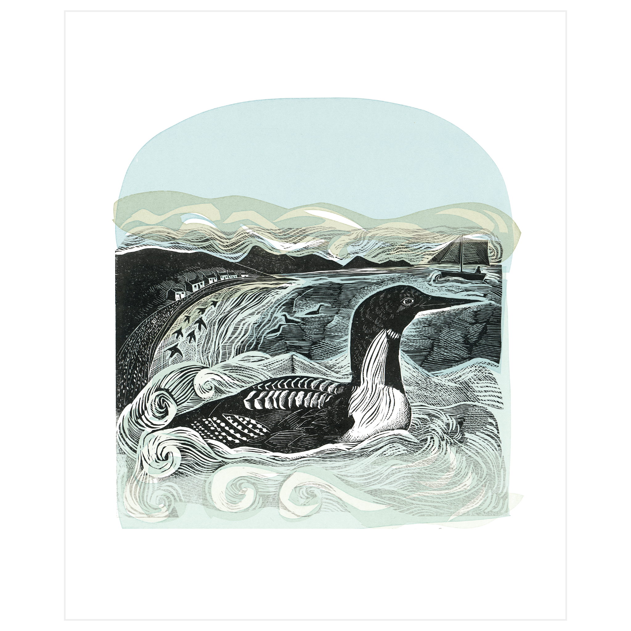 Black Throated Diver at St Kilda