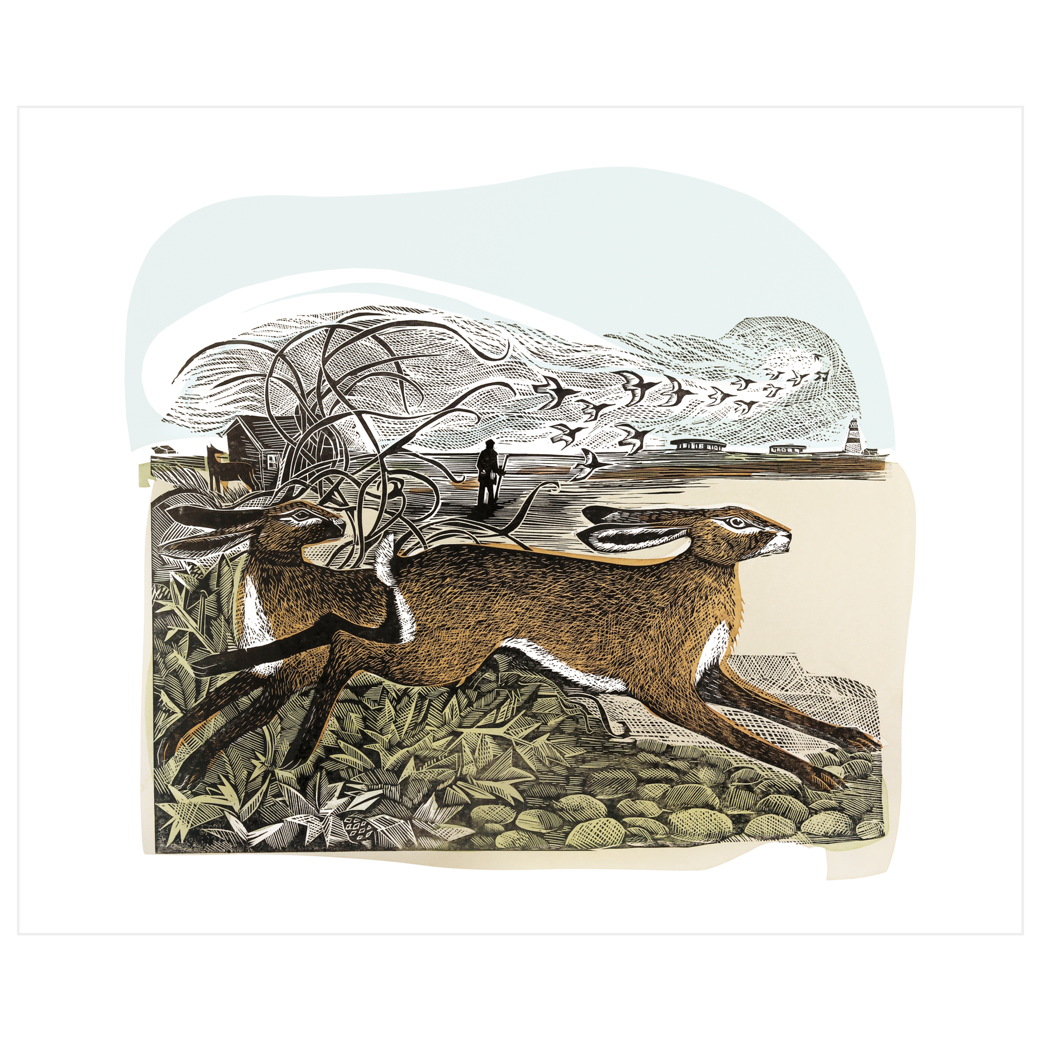 Hares At Orford Ness