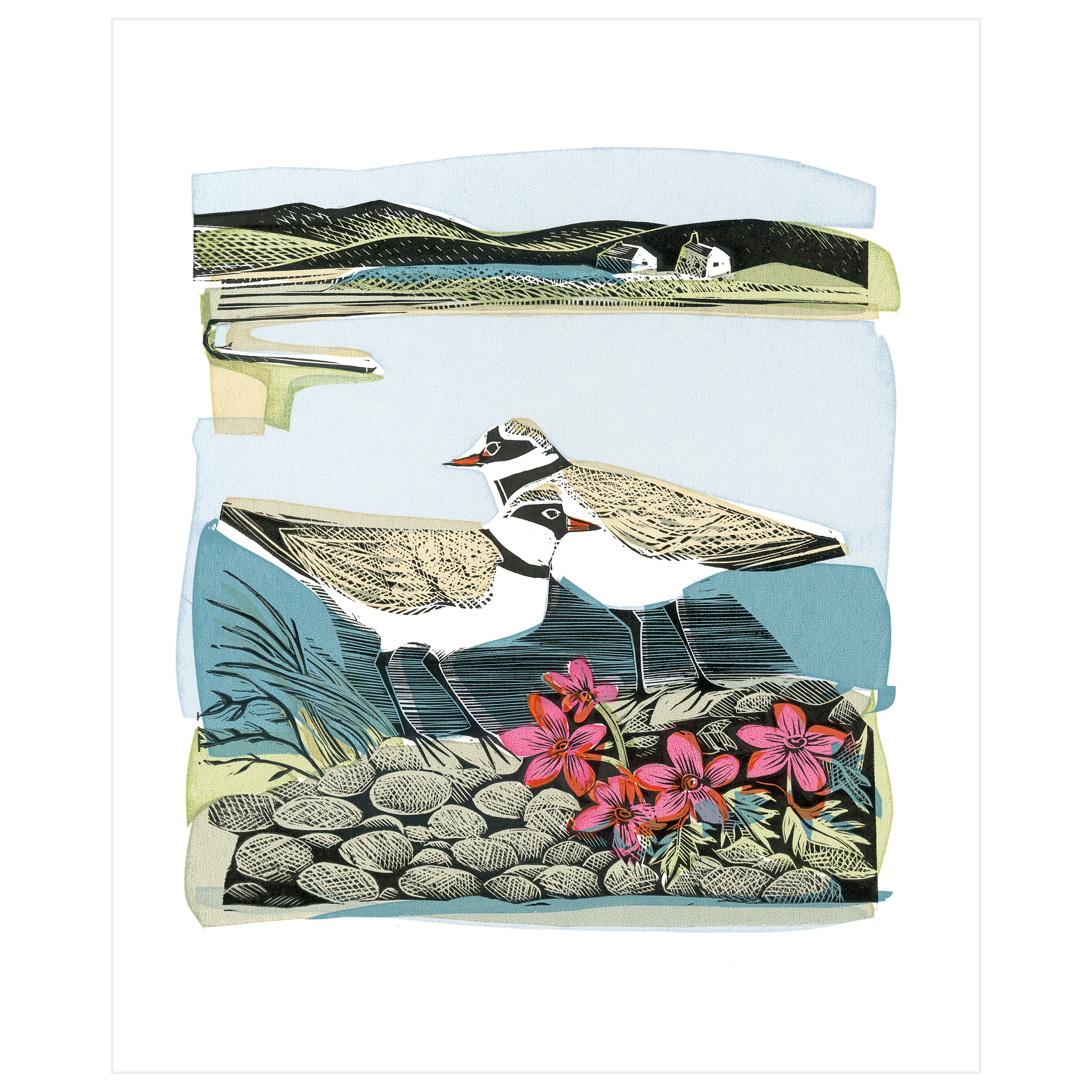 Plovers & Orkney Pinks