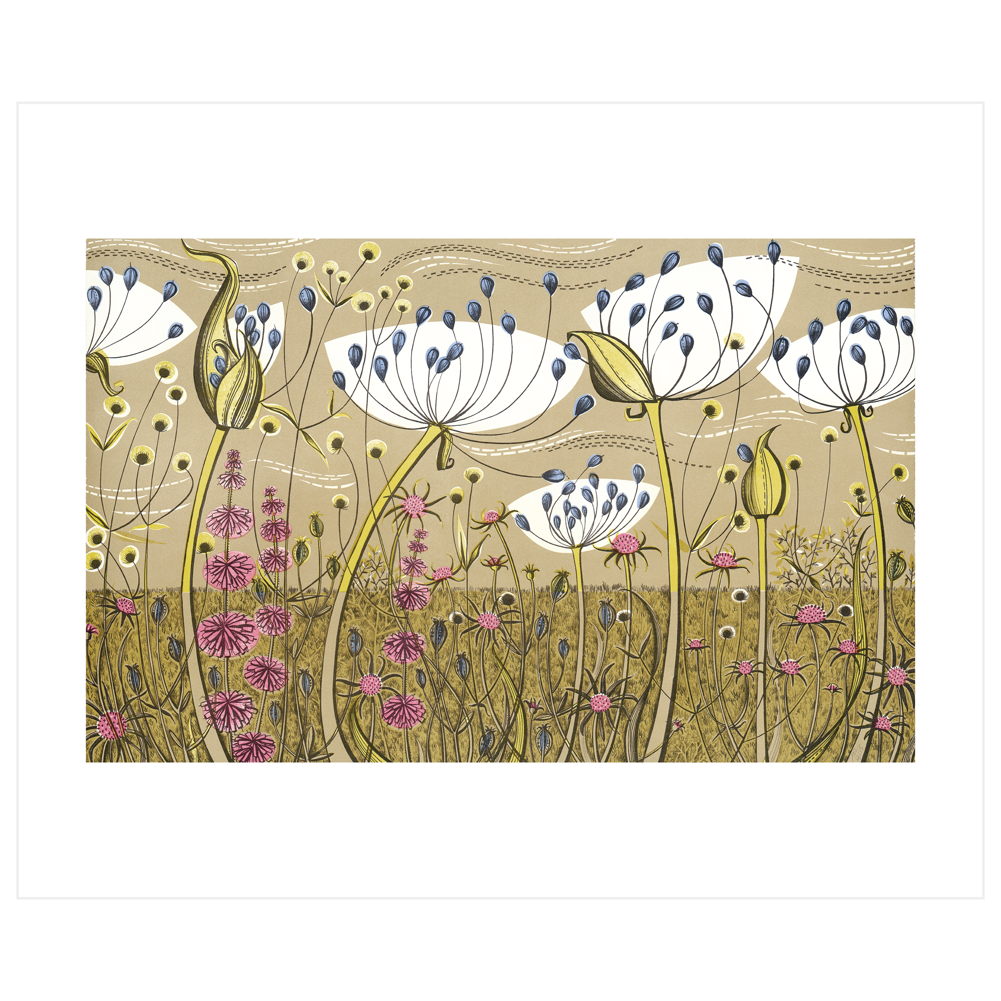 Agapanthus