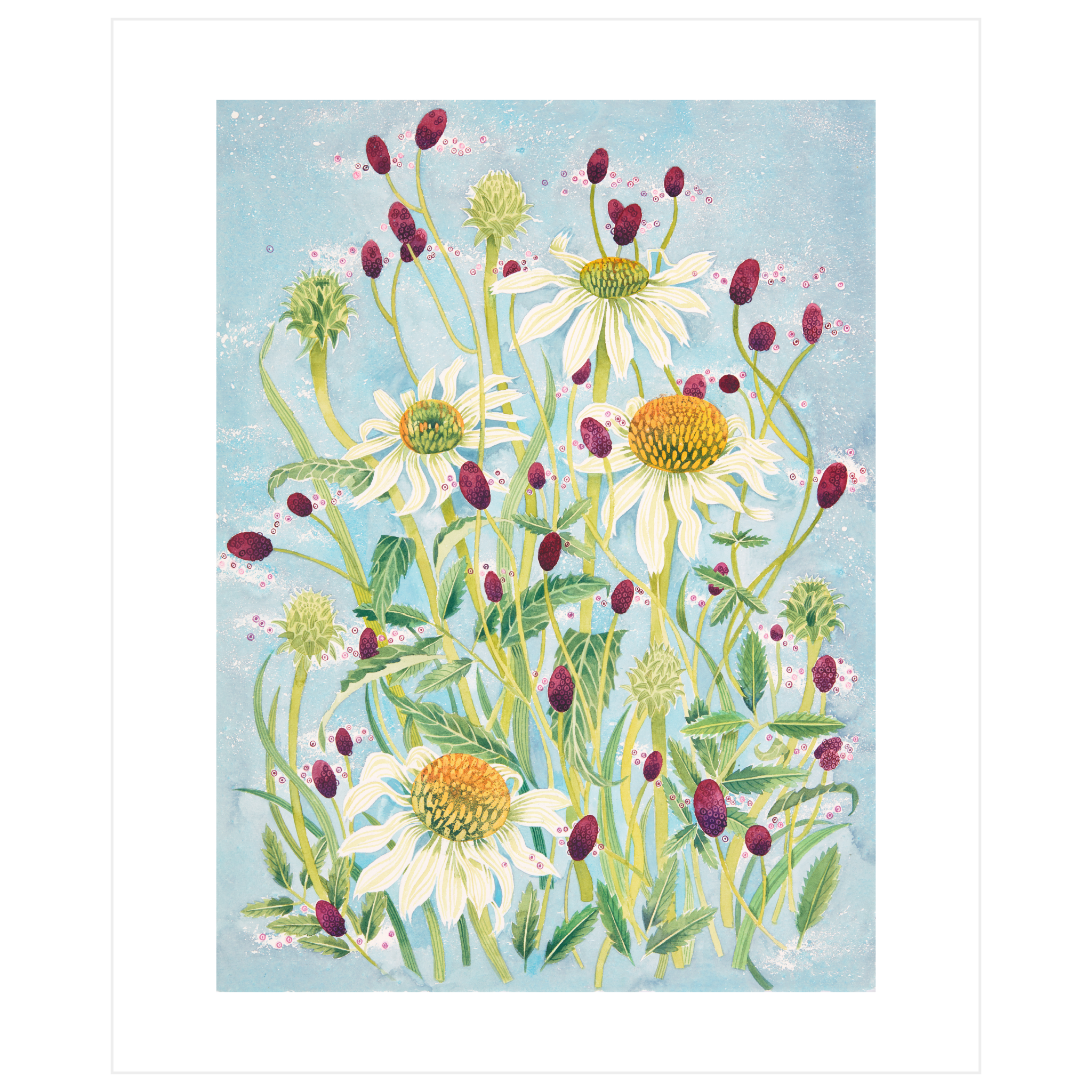 Echinacea And Sanguisorba