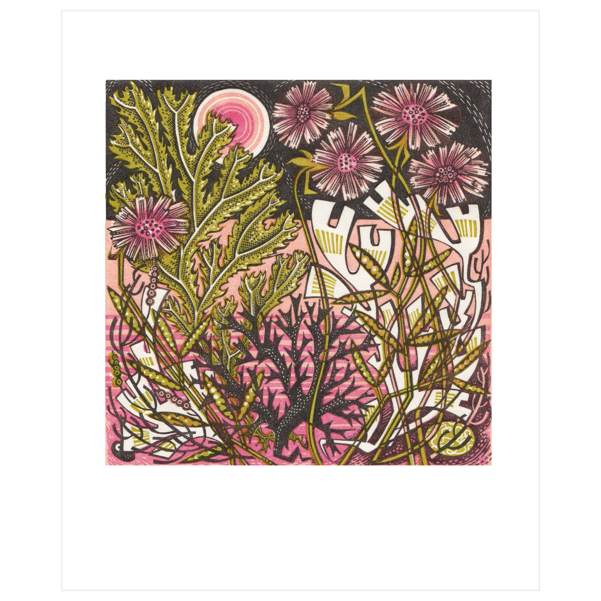 Sea Pinks