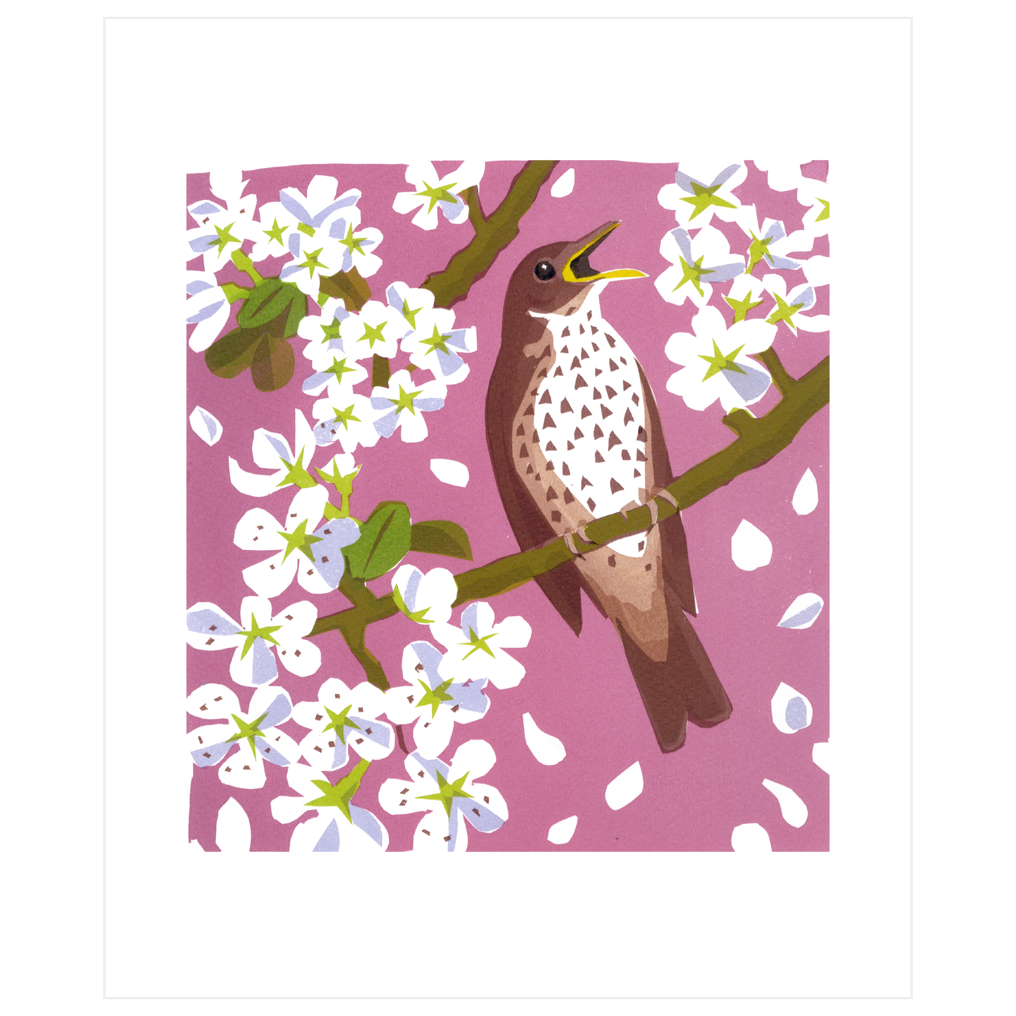 Song Thrush