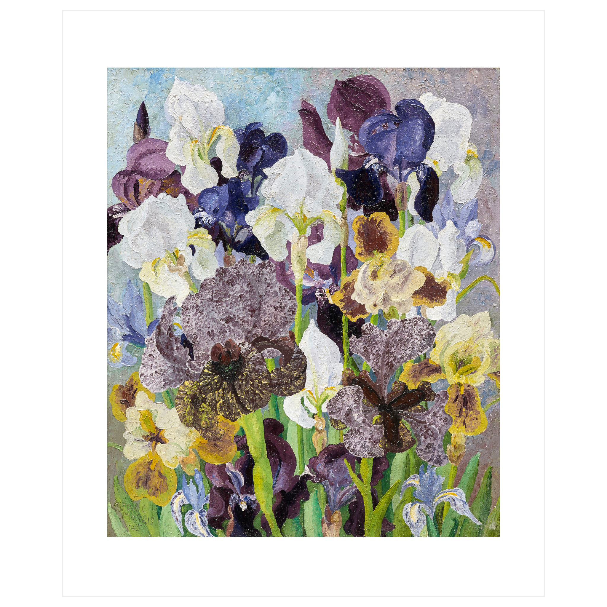 May Flowering Irises
