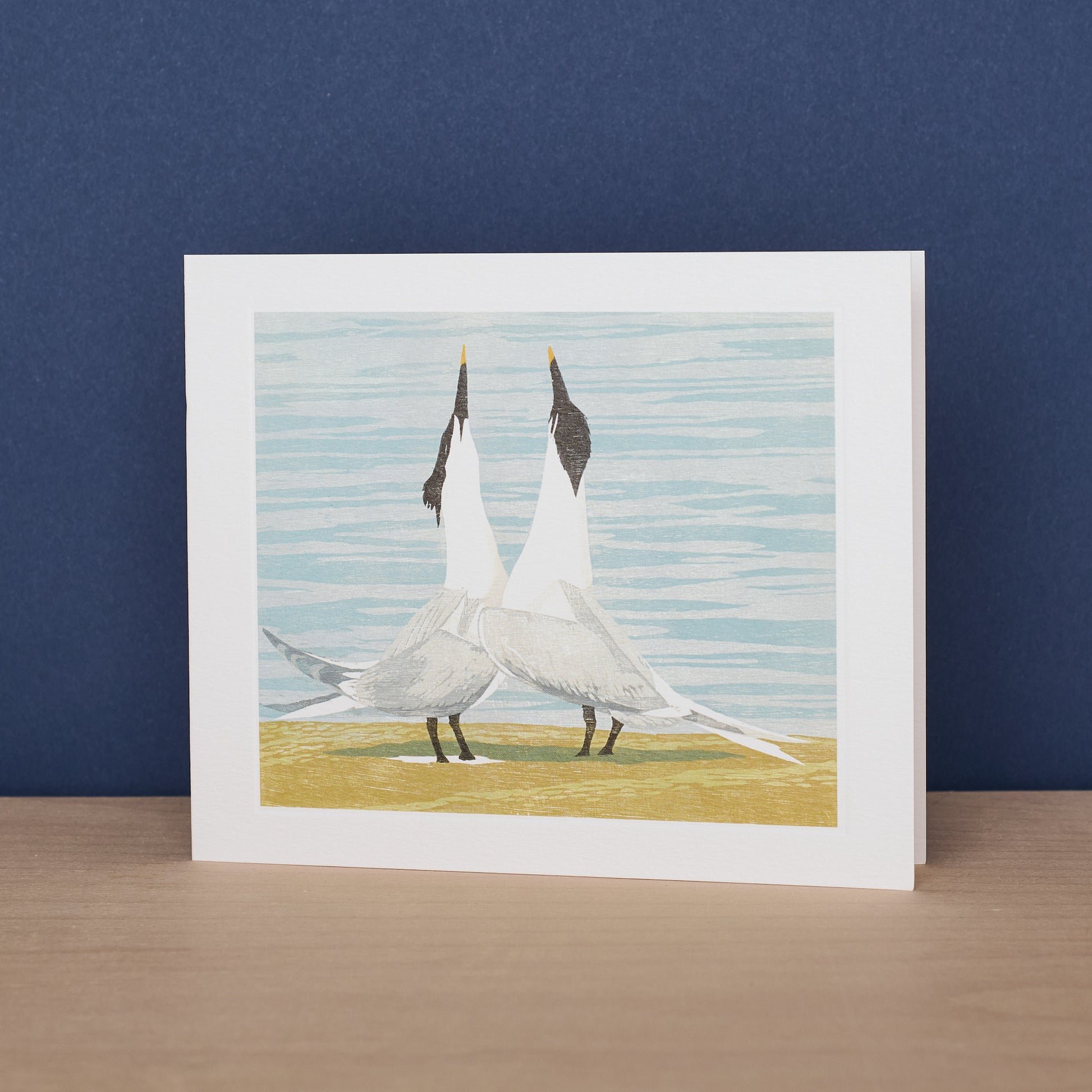 Sandwich Terns