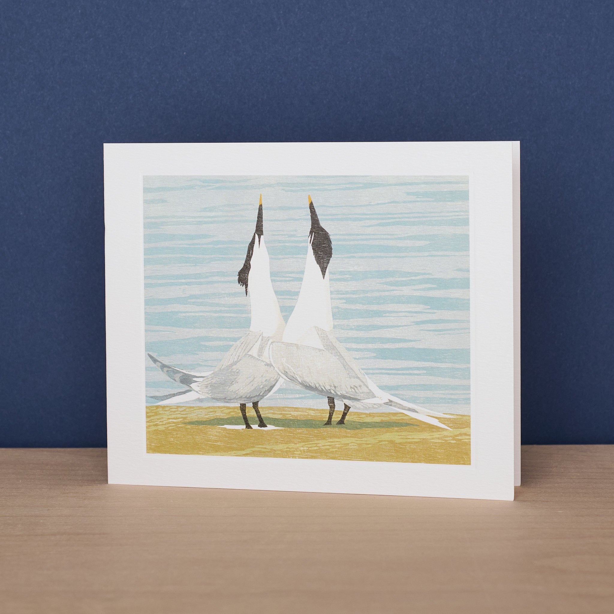 Sandwich Terns