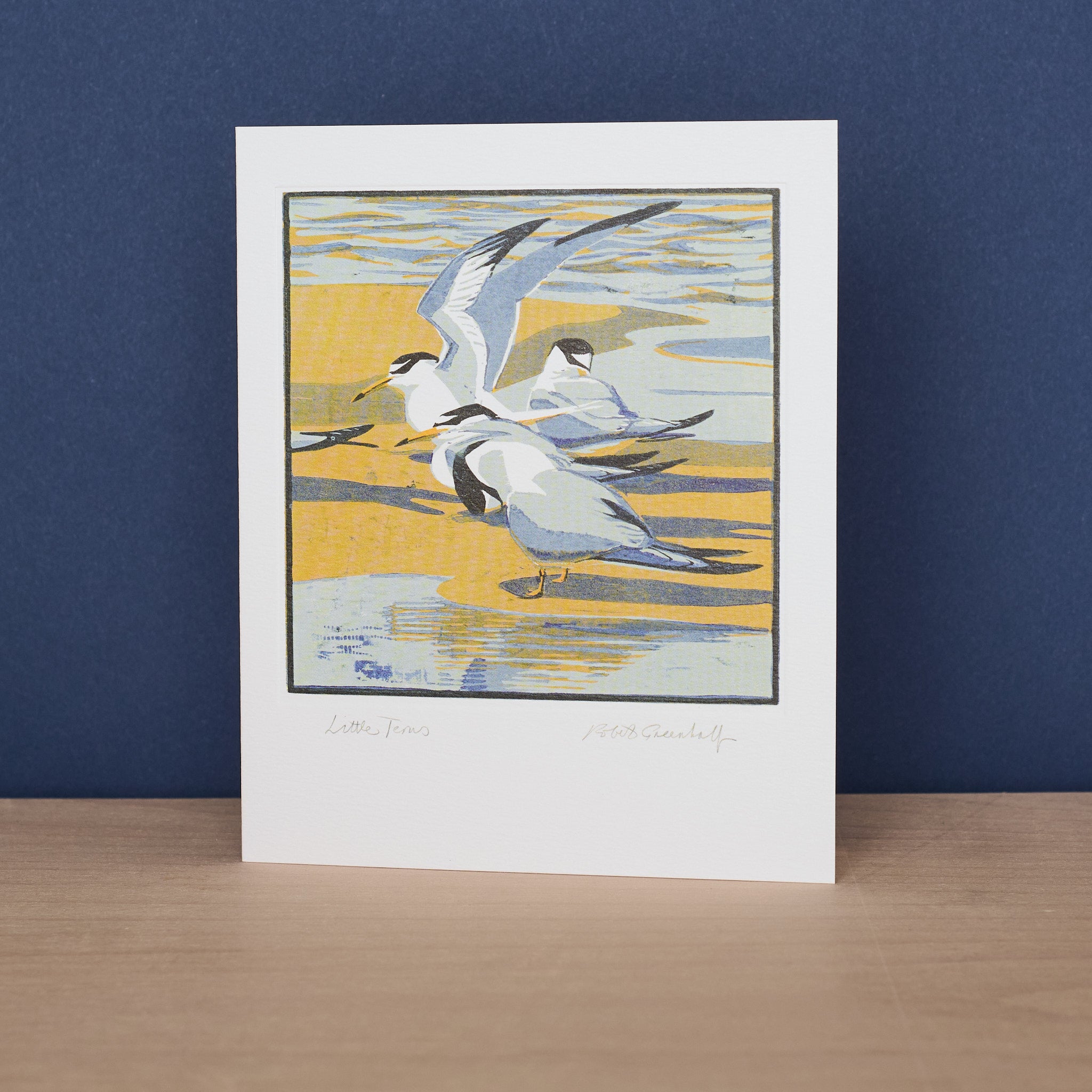 Little Terns