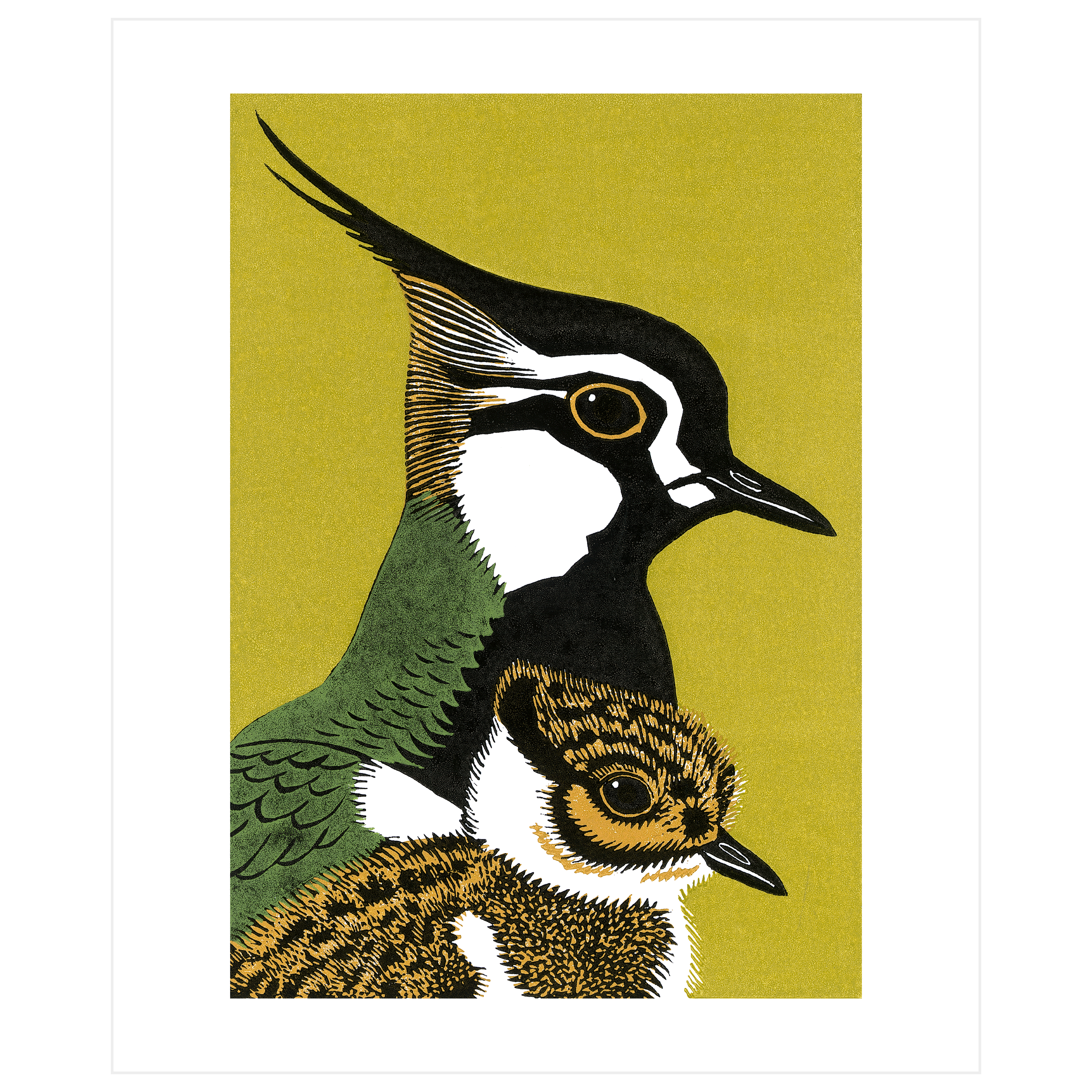 Peewit and Son