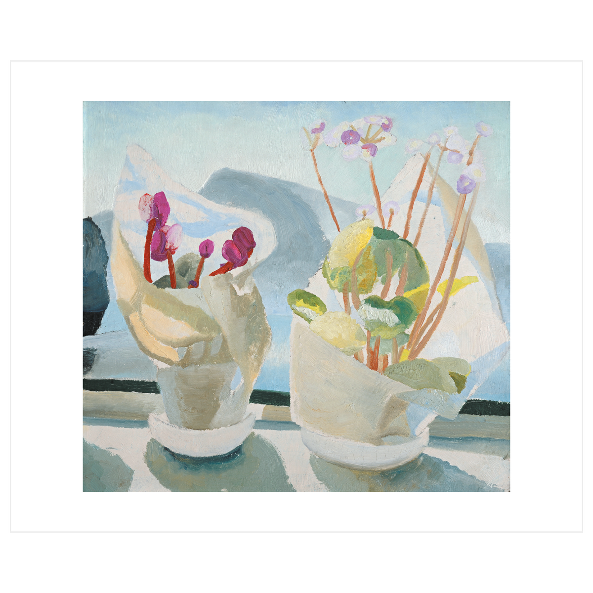 Cyclamen and Primula